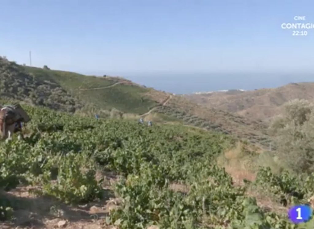 Vendimia en la Axarquía con Bodegas Dimobe