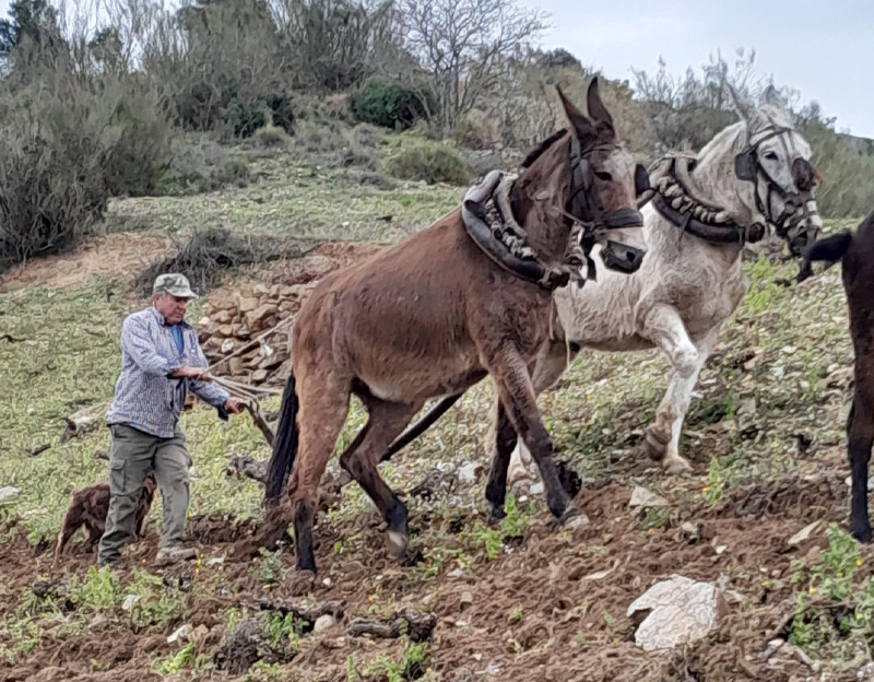 Tiempo de arar en la Axarquía