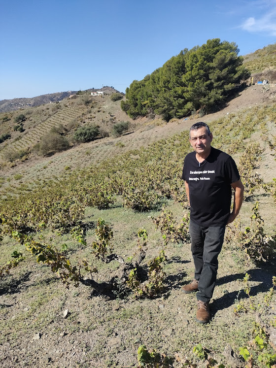 José Peñin, donde comenzó la filoxera