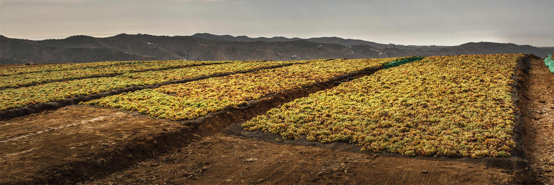 El viñedo de Bodegas Dimobe en la Axarquía