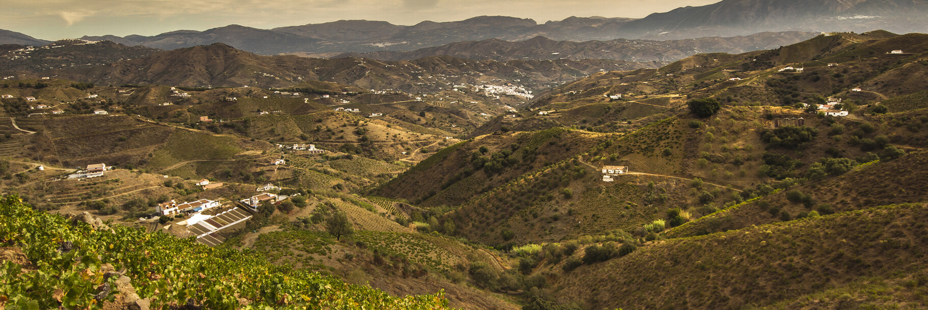 Enoturismo en Bodegas Dimobe